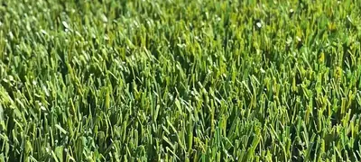 Gazon sintetic sportiv MLS U GRASS rezistenta UV